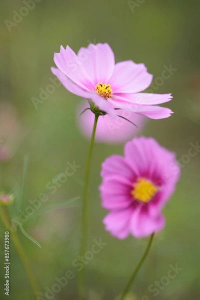 Fototapeta コスモスは秋に咲く花です。