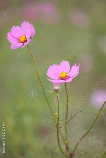 Fototapeta コスモスは秋に咲く花です。
