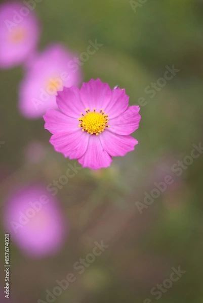 Fototapeta コスモスは秋に咲く花です。