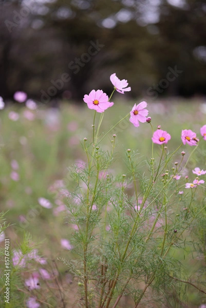 Fototapeta コスモスは秋に咲く花です。
