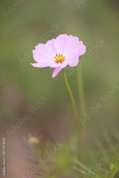 Fototapeta コスモスは秋に咲く花です。