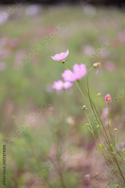 Fototapeta コスモスは秋に咲く花です。