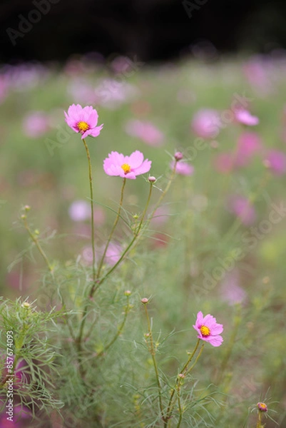 Fototapeta コスモスは秋に咲く花です。
