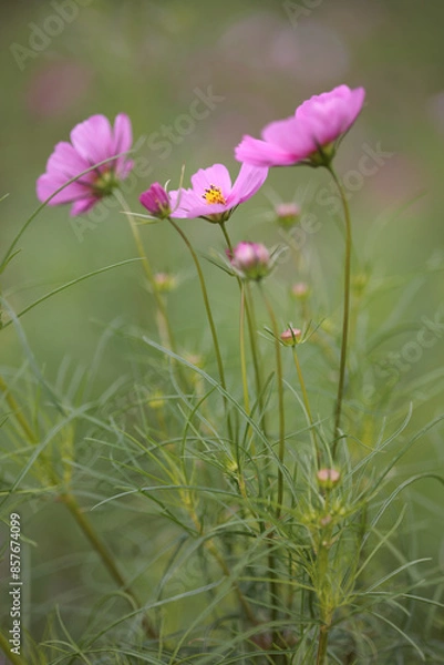 Fototapeta コスモスは秋に咲く花です。