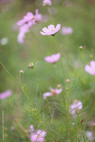 Fototapeta コスモスは秋に咲く花です。