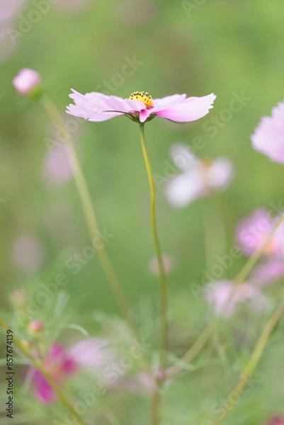 Fototapeta コスモスは秋に咲く花です。