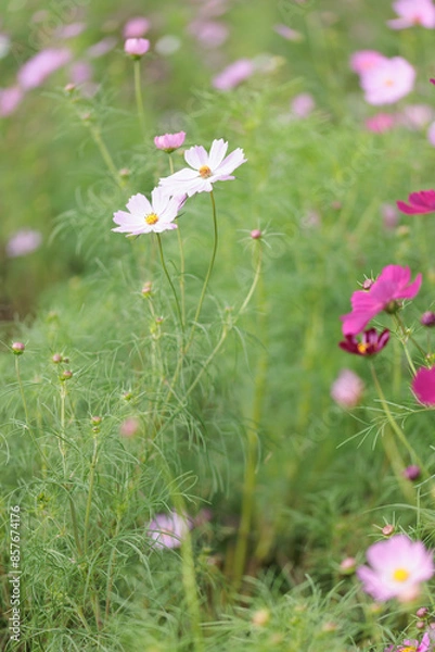 Fototapeta コスモスは秋に咲く花です。