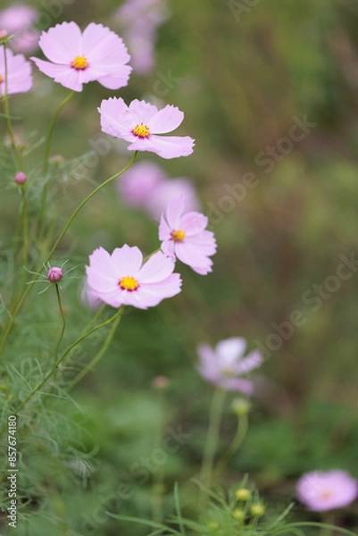 Fototapeta コスモスは秋に咲く花です。