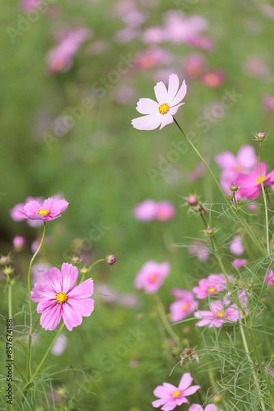 Fototapeta コスモスは秋に咲く花です。