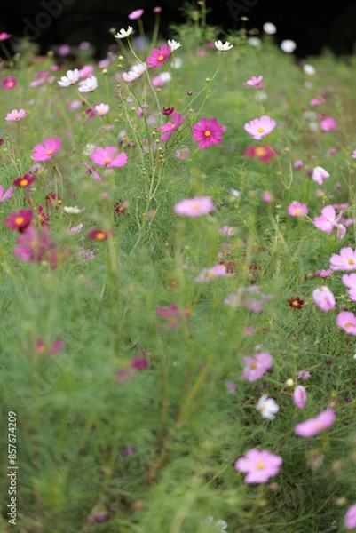 Fototapeta コスモスは秋に咲く花です。