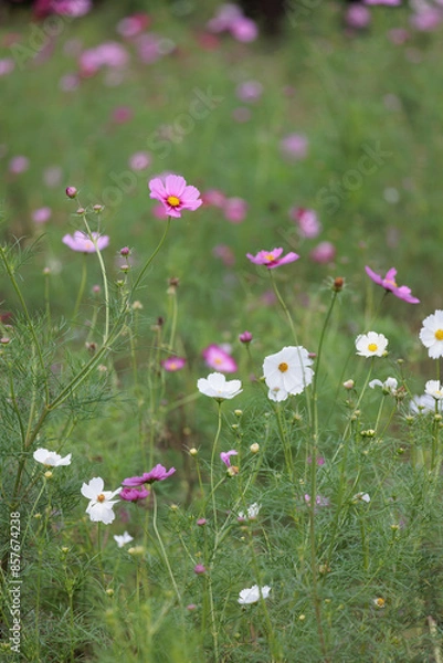 Fototapeta コスモスは秋に咲く花です。