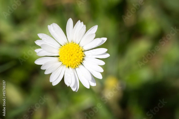 Obraz Blumenbild makro