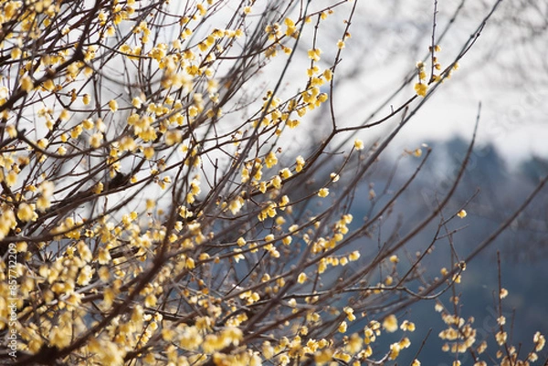 Fototapeta 綺麗な黄色の花の蝋梅