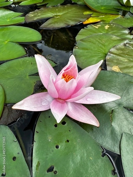 Fototapeta pink water lilly