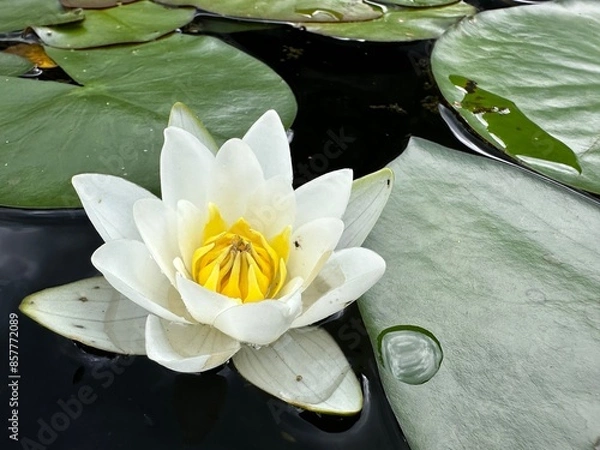 Fototapeta white water lily