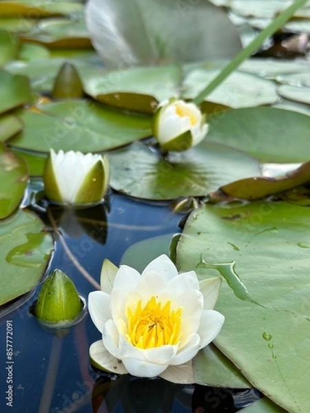 Fototapeta white water lilies