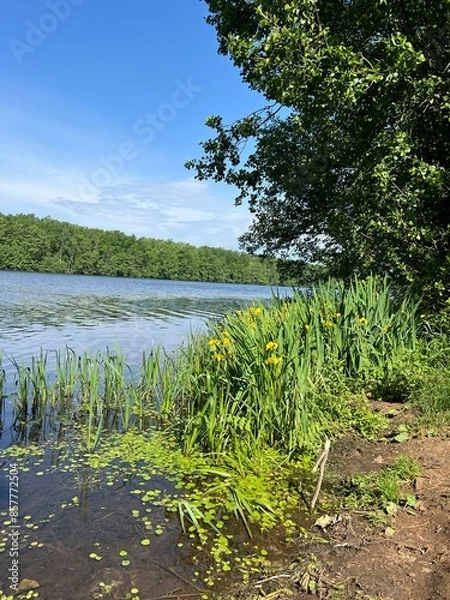 Fototapeta lake in the forest