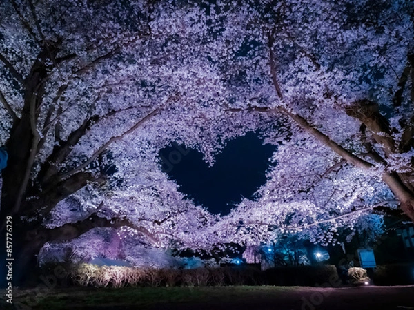 Fototapeta 【青森】弘前公園の満開の桜ライトアップと空に浮かぶハートマーク