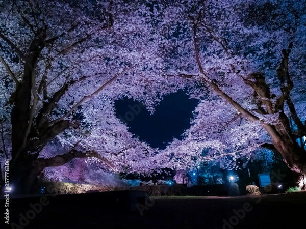 Fototapeta 【青森】弘前公園の満開の桜ライトアップと空に浮かぶハートマーク