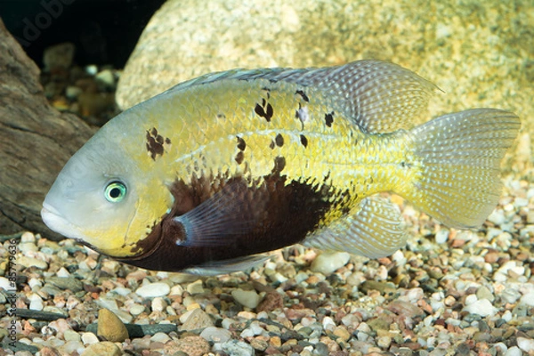 Fototapeta Cichlid fish