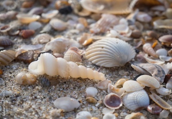 Fototapeta shell