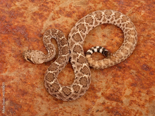 Obraz Western Diamondback Rattlesnake.