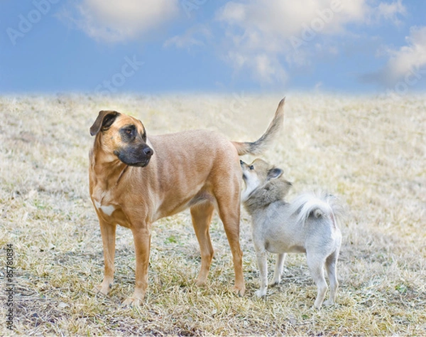 Obraz Dogs Getting Acquainted