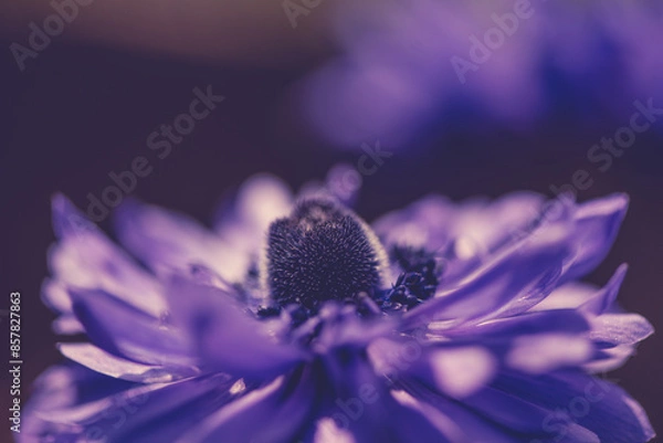 Fototapeta Colorful summer blossoming flowers