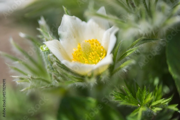 Fototapeta Colorful summer blossoming flowers