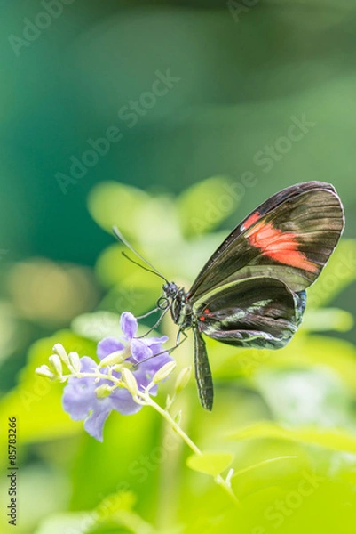 Fototapeta The small red postman - Heliconius erato