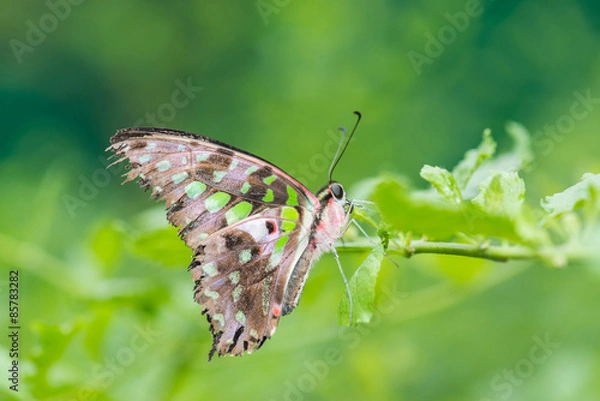 Fototapeta Tailed Jay Butterfly - Closeup