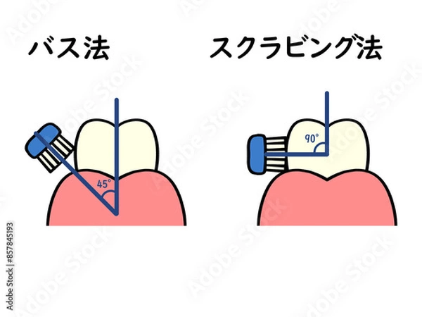 Obraz 歯の磨き方 バス法とスクラビング法のイラスト素材