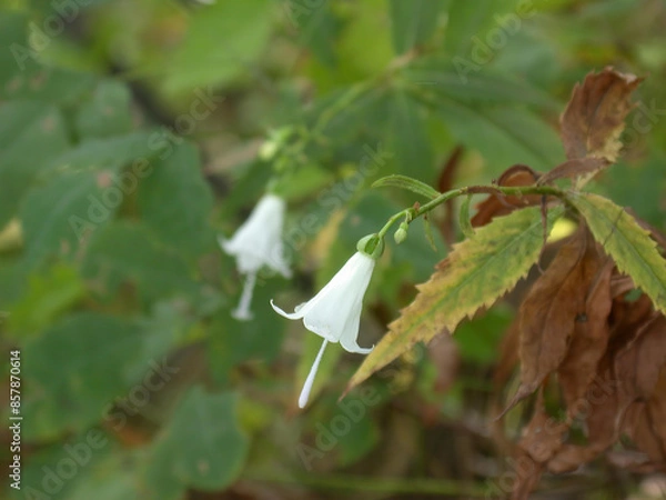 Obraz モイワシャジン1