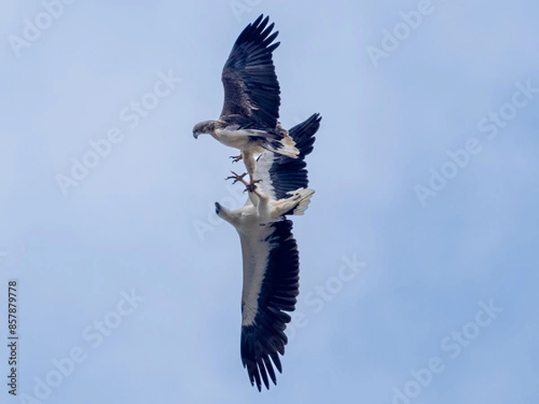 Fototapeta Duelling Eagles