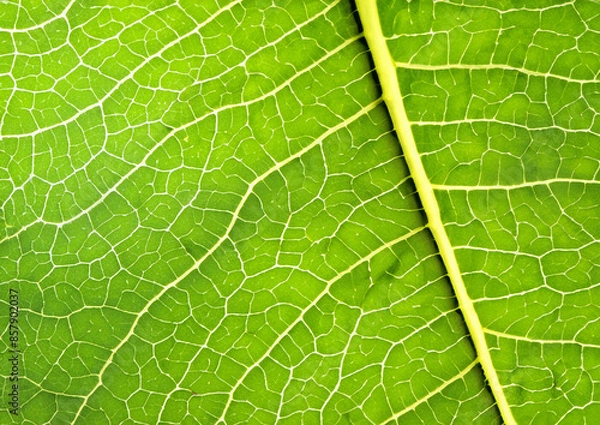Fototapeta green leaf texture