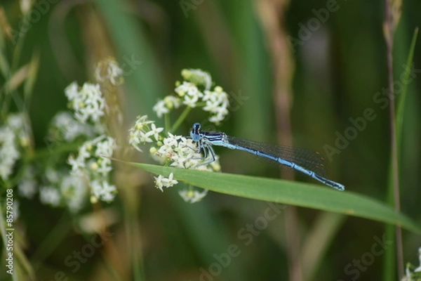 Fototapeta Bestäubung