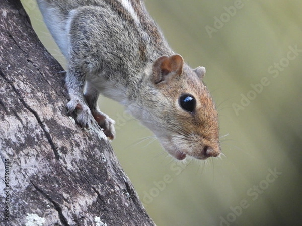 Fototapeta Close up of a surprised Squirrel beautiful animals