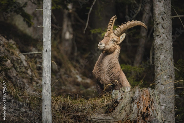 Obraz Alpine ibex in a dense forest