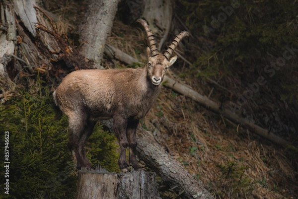 Obraz Alpine ibex in a dense forest
