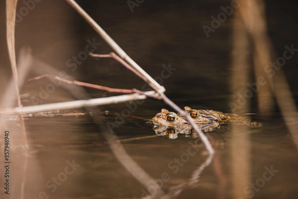 Obraz Common toad mating - amplexus