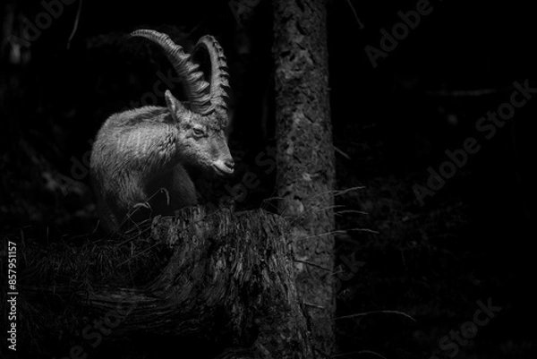 Obraz Alpine ibex in a dense forest - black and white