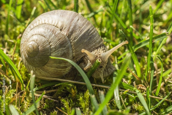 Obraz Snail in grass