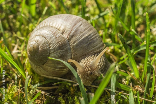 Obraz Snail in grass