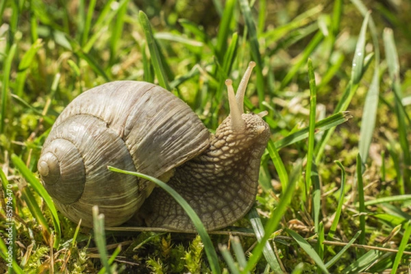 Obraz Snail in grass