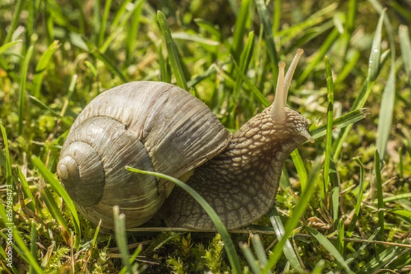 Obraz Snail in grass