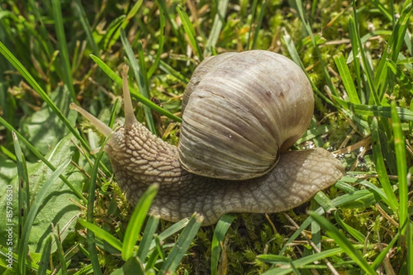 Obraz Snail in grass