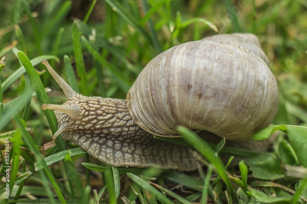 Obraz Snail in grass