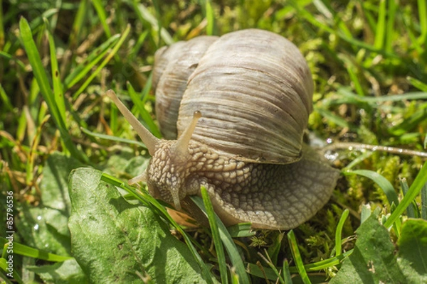 Obraz Snail in grass