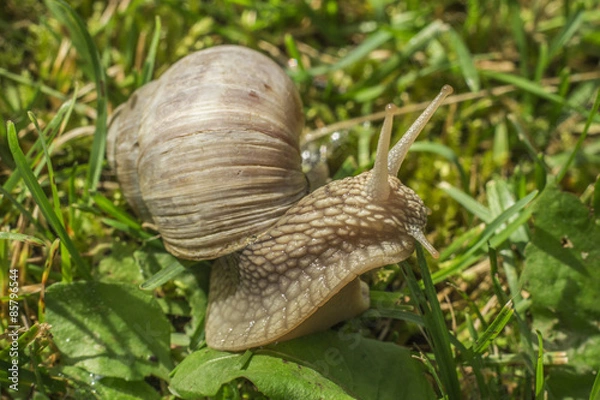 Obraz Snail in grass