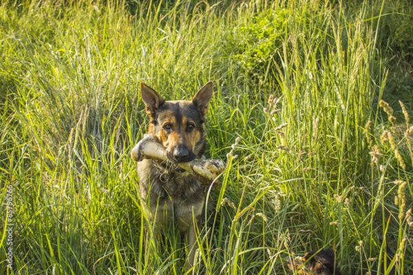 Fototapeta Dog with big bone